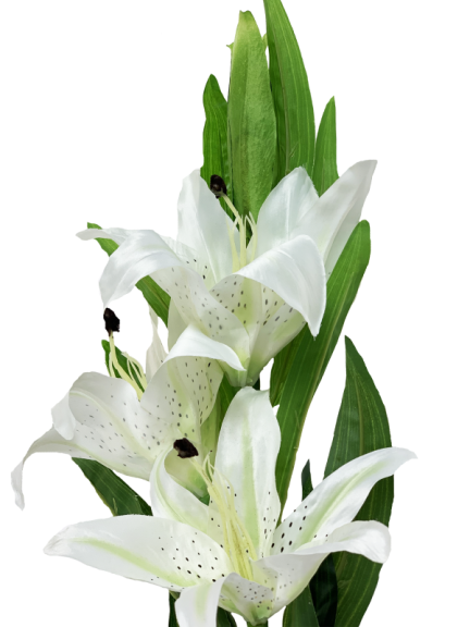 IMG_2445.png