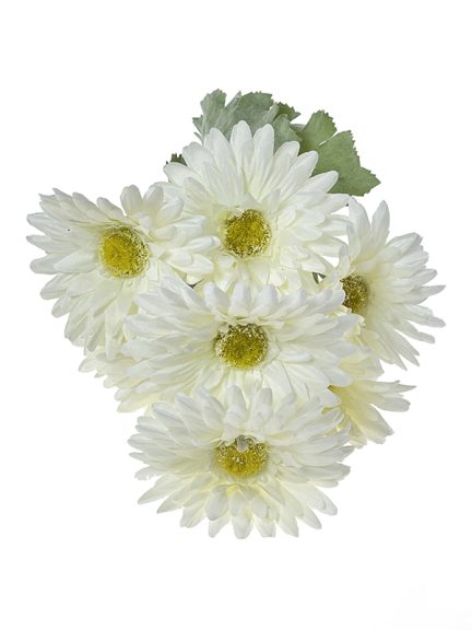 gerbera-biala1.jpg