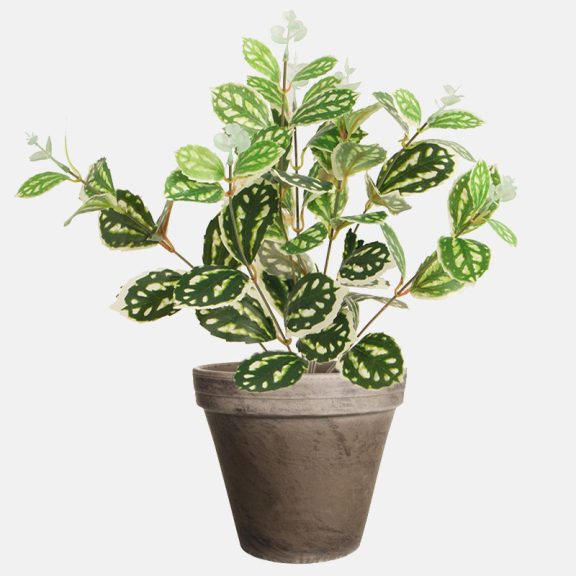 scindapsus.jpg