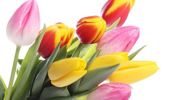 Jakie znaczenie maja tulipany